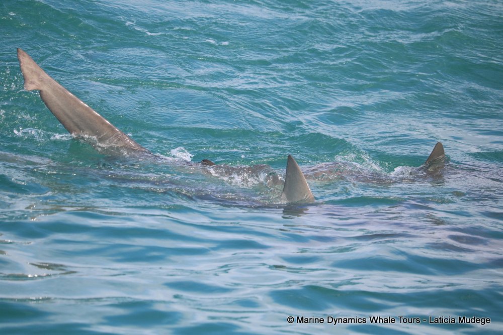 bronze whaler shark, whale watching, gansbaai, south africa,