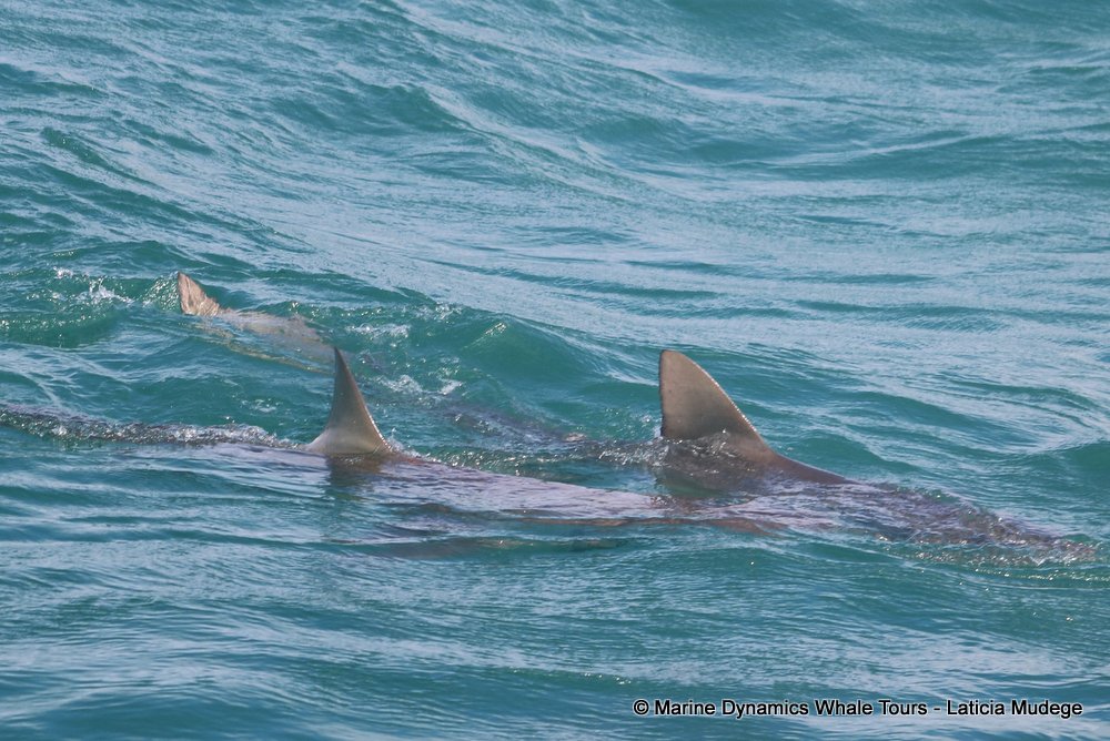 bronze whaler shark, whale watching, gansbaai, south africa,