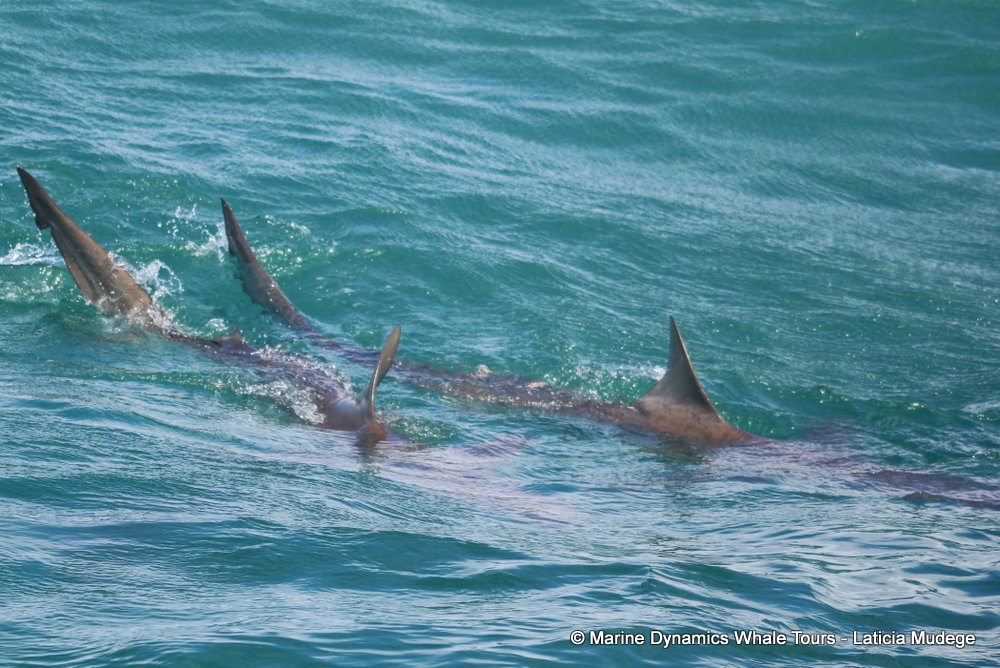 bronze whaler shark, whale watching, gansbaai, south africa,