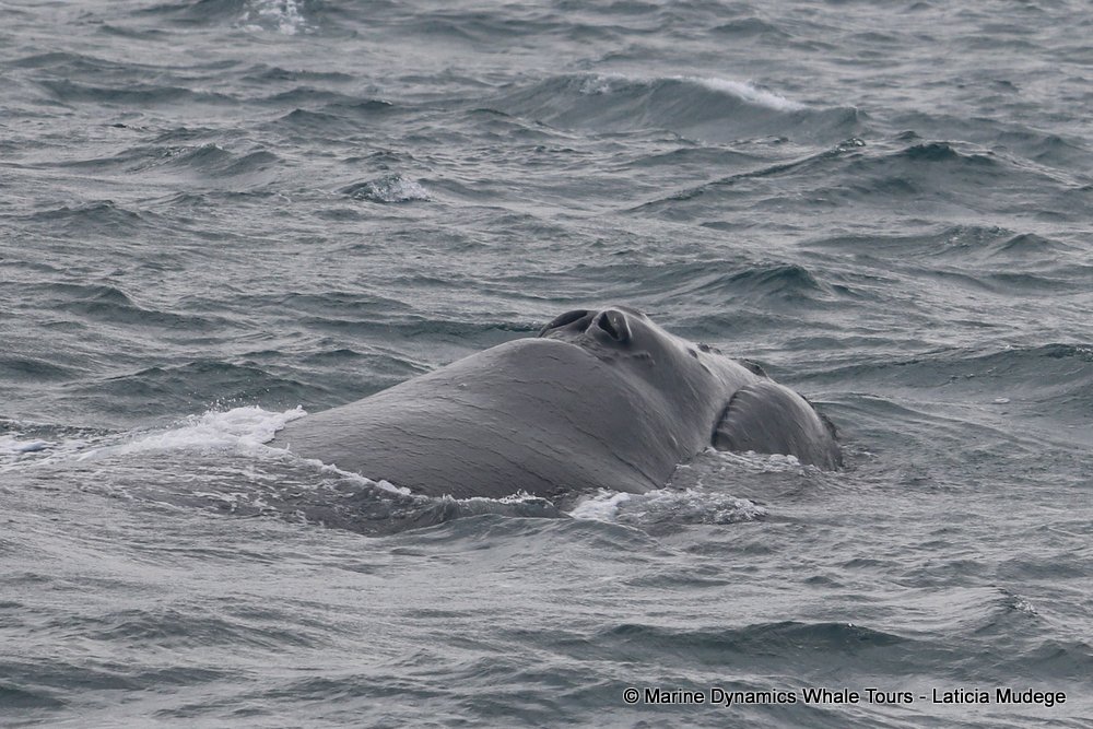 Southern right whale, whale watching, gansbaai, south africa,