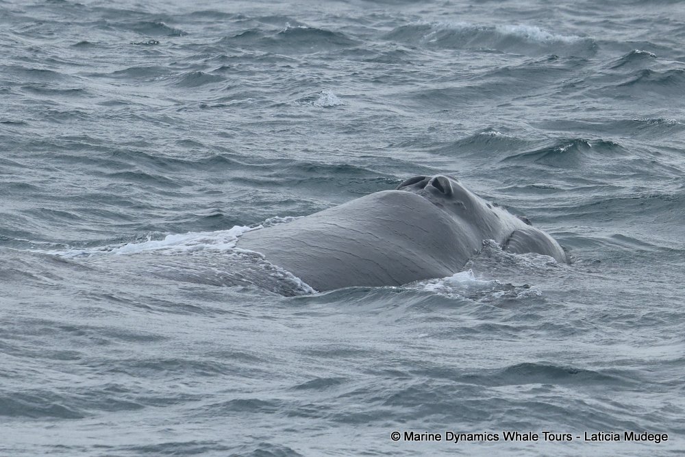 Southern right whale, whale watching, gansbaai, south africa,