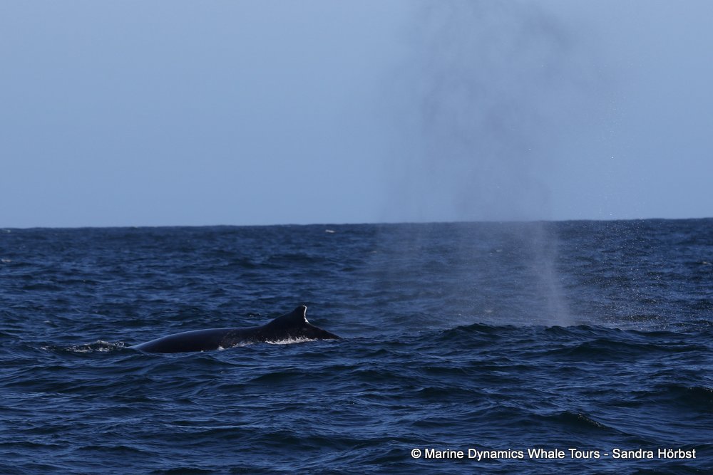 humpback whale, whale watching, gansbaai, south africa