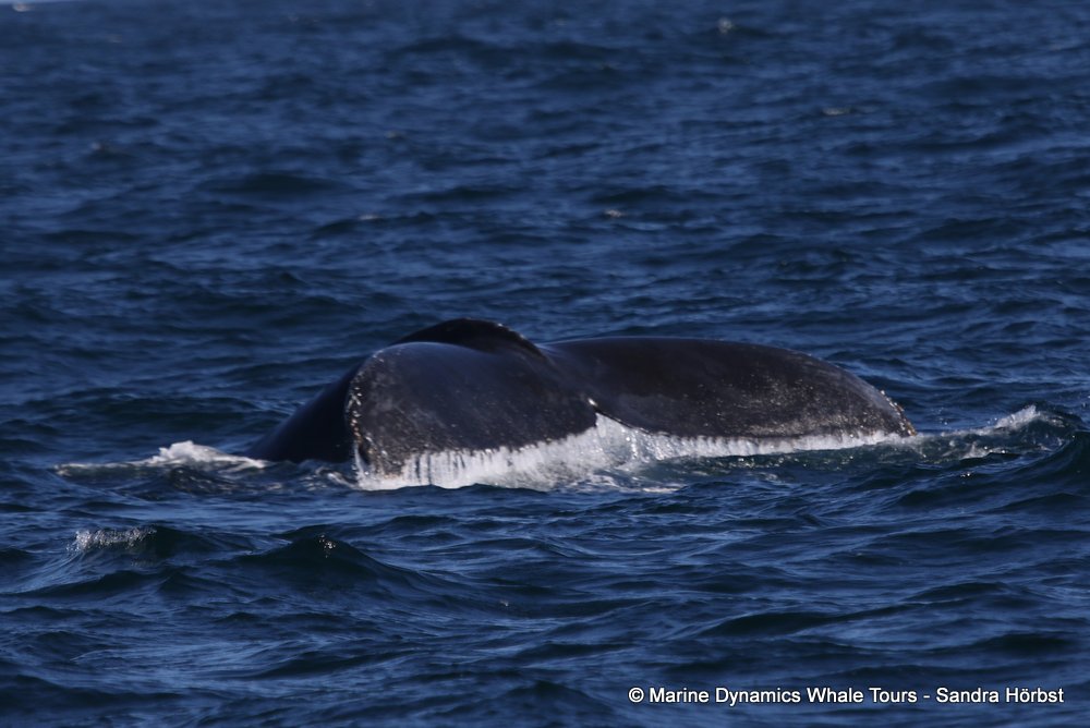 humpback whale, whale watching, gansbaai, south africa