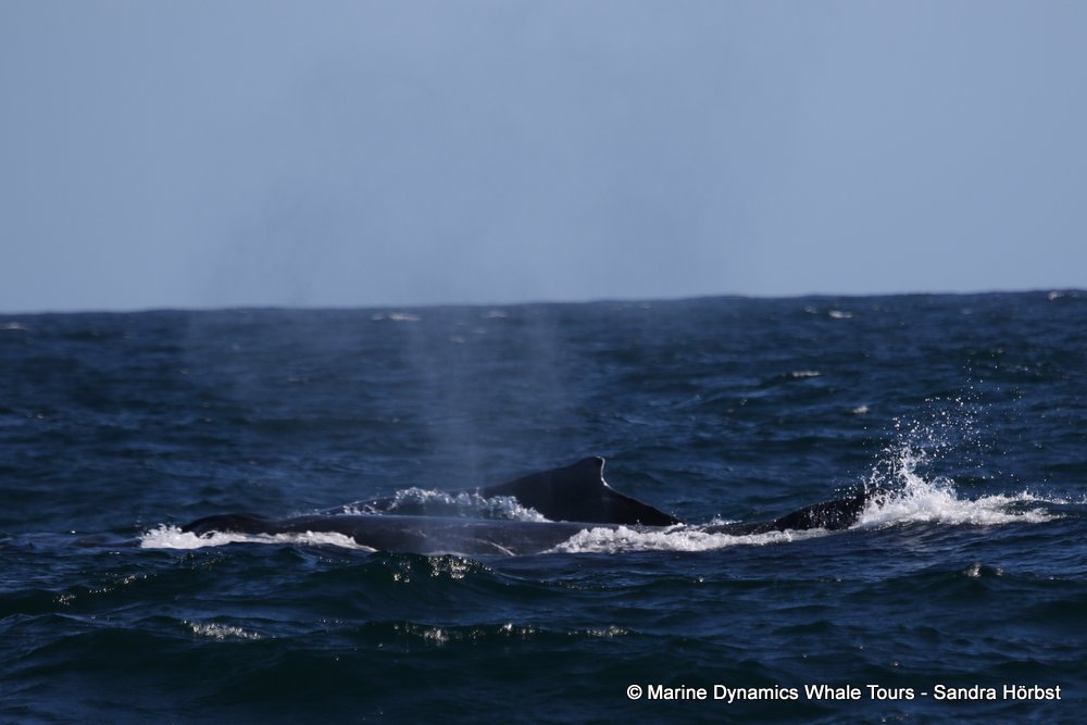 humpback whale, whale watching, gansbaai, south africa