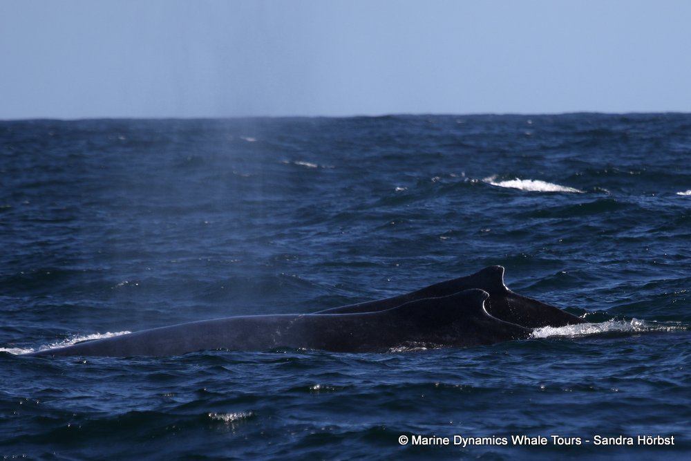 humpback whale, whale watching, gansbaai, south africa
