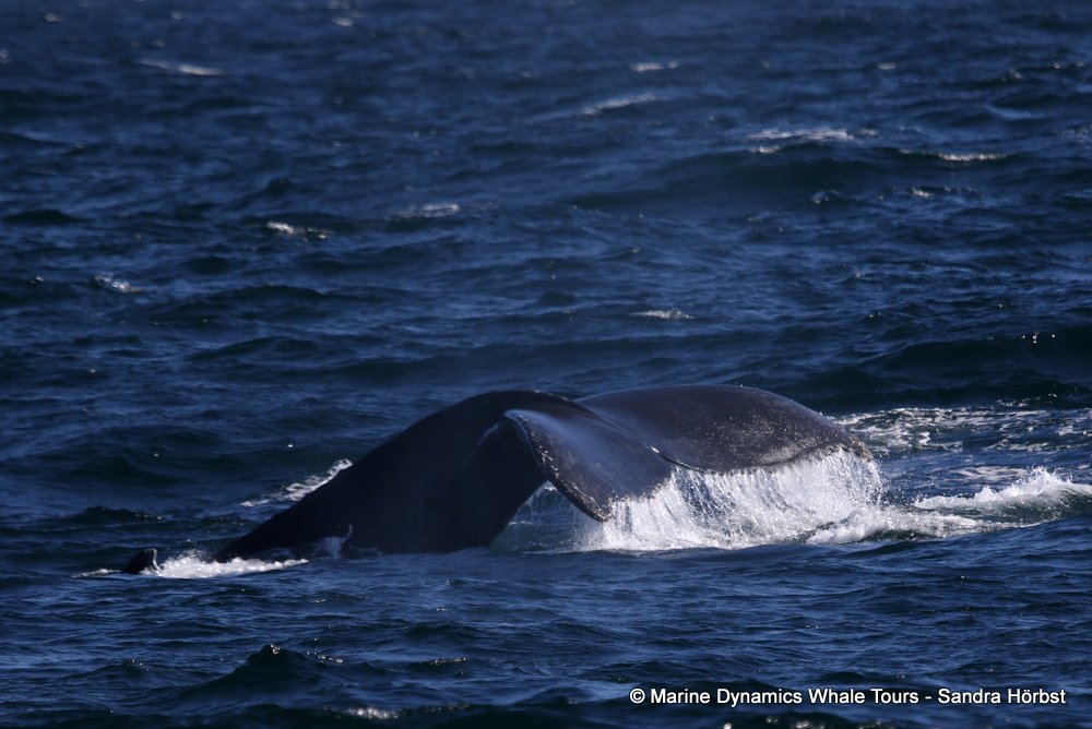 humpback whale, whale watching, gansbaai, south africa