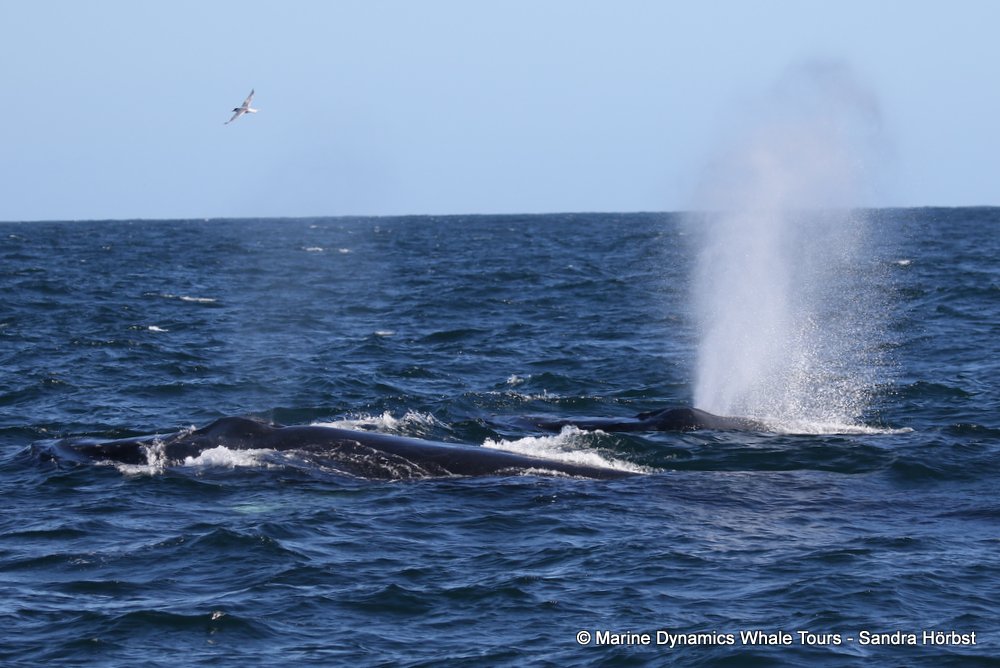 humpback whale, whale watching, gansbaai, south africa
