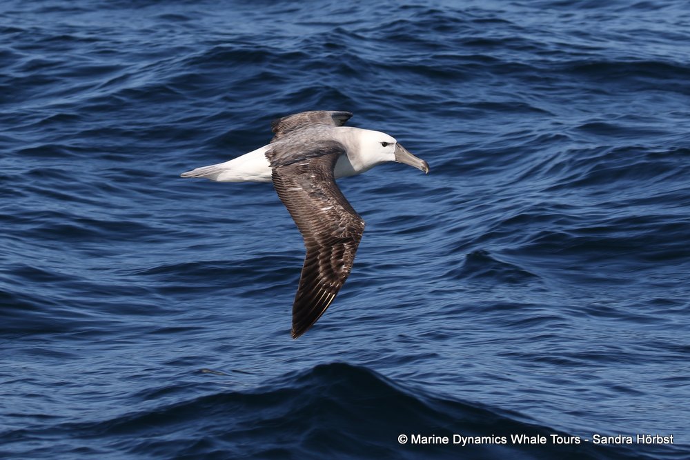 albatross, whale watching, gansbaai, south africa