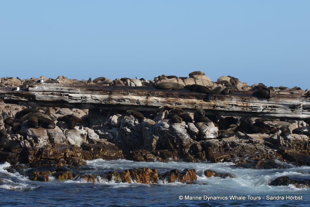 cape fur seal, whale watching, gansbaai, south africa