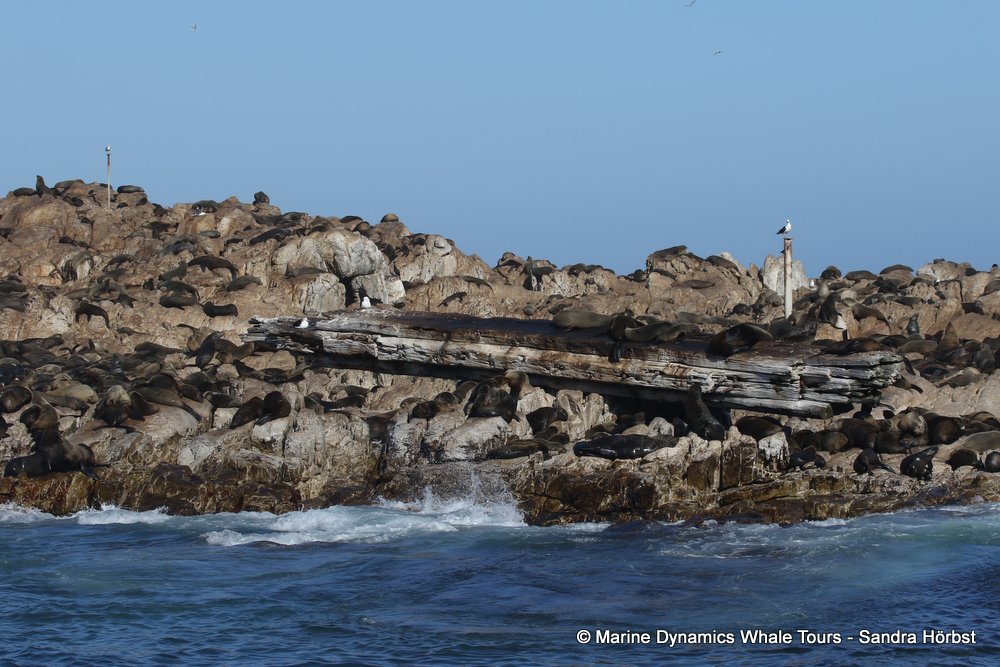 cape fur seal, whale watching, gansbaai, south africa