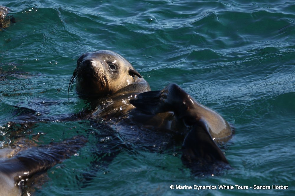 cape fur seal, whale watching, gansbaai, south africa