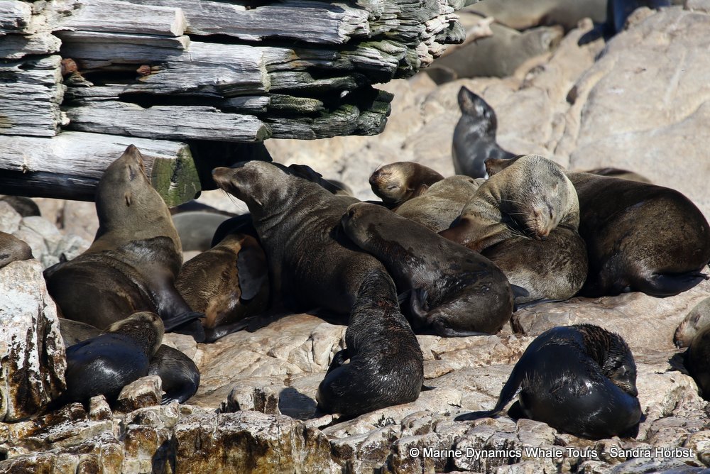 cape fur seal, whale watching, gansbaai, south africa