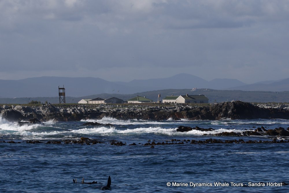 dyer island, whale watching, gansbaai, south africa,