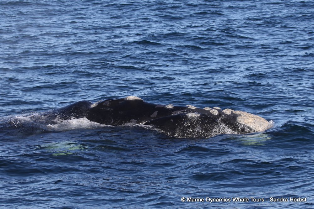 Marine Big 5 Daily Blog 11 September