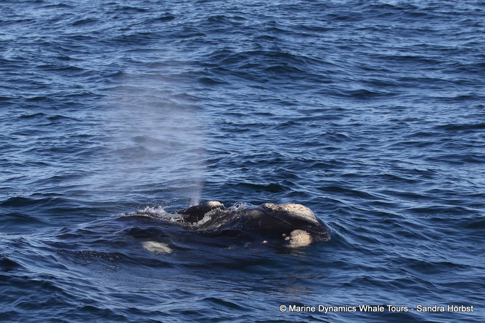 Southern right whale, whale watching, gansbaai, south africa,