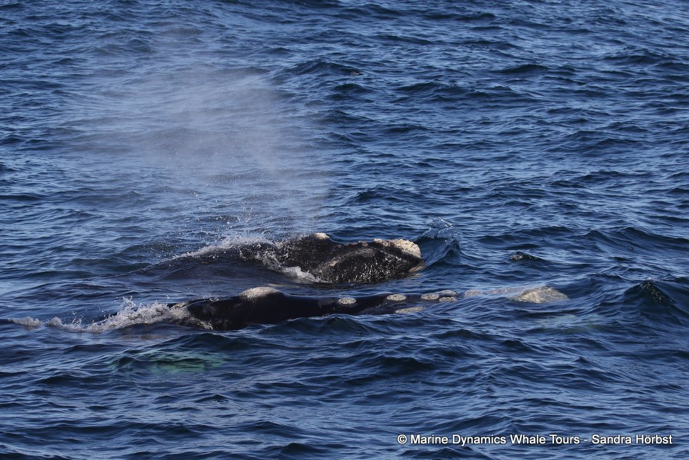 Southern right whale, whale watching, gansbaai, south africa,