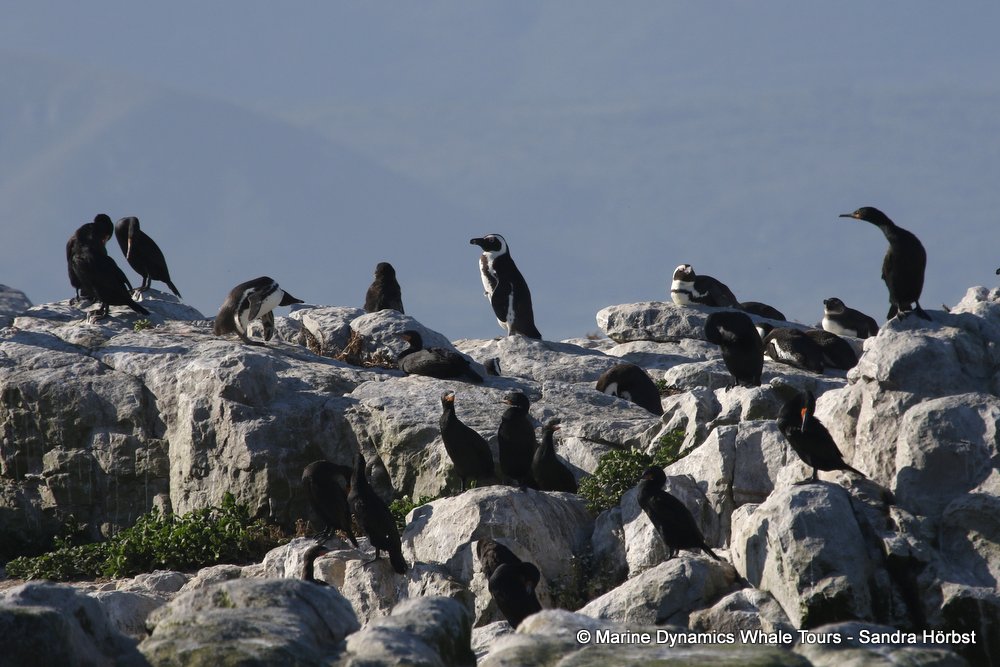 penguins, whale watching, gansbaai, south africa,