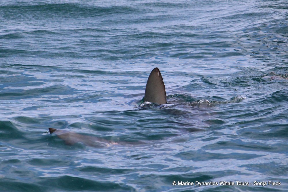bronze whaler shark, whale watching, gansbaai, south africa,