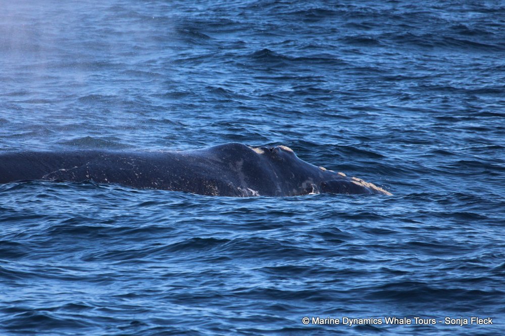 Southern right whale, whale watching, gansbaai, south africa,