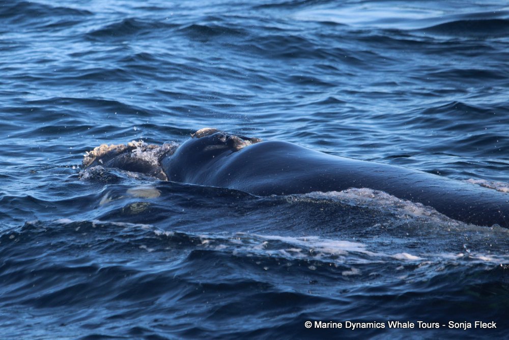 Southern right whale, whale watching, gansbaai, south africa,
