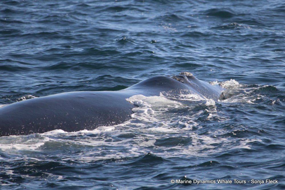 Southern right whale, whale watching, gansbaai, south africa,