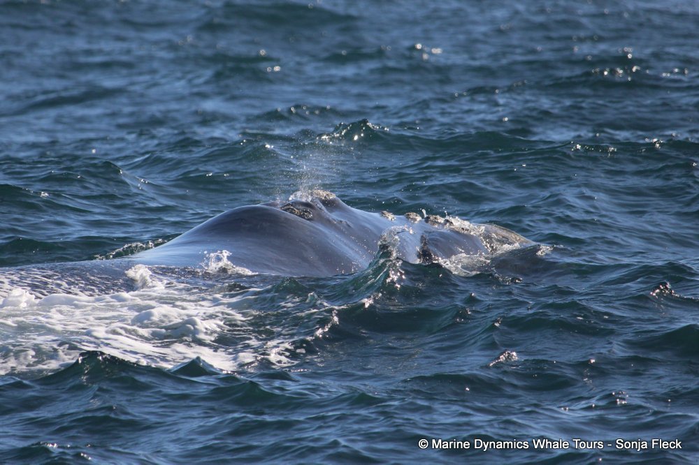 Southern right whale, whale watching, gansbaai, south africa,