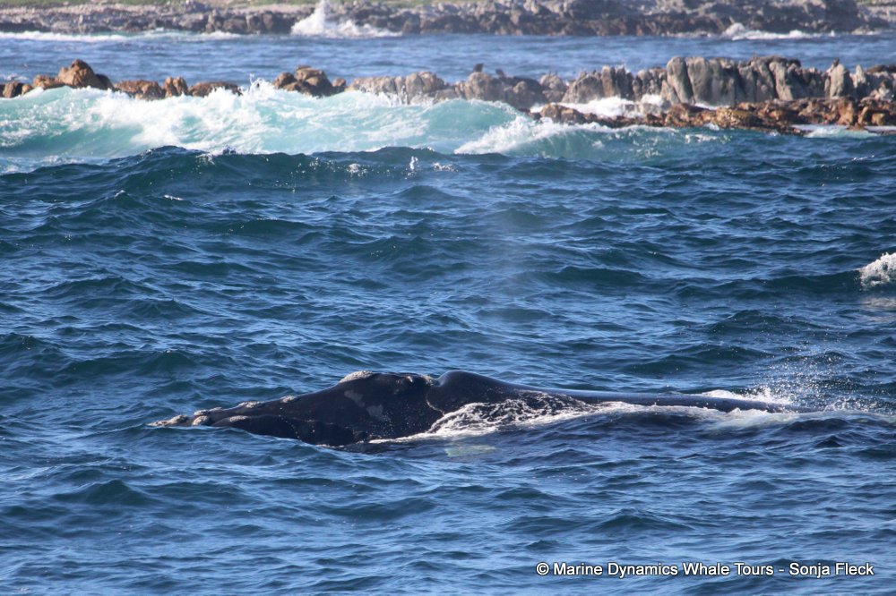 Southern right whale, whale watching, gansbaai, south africa,