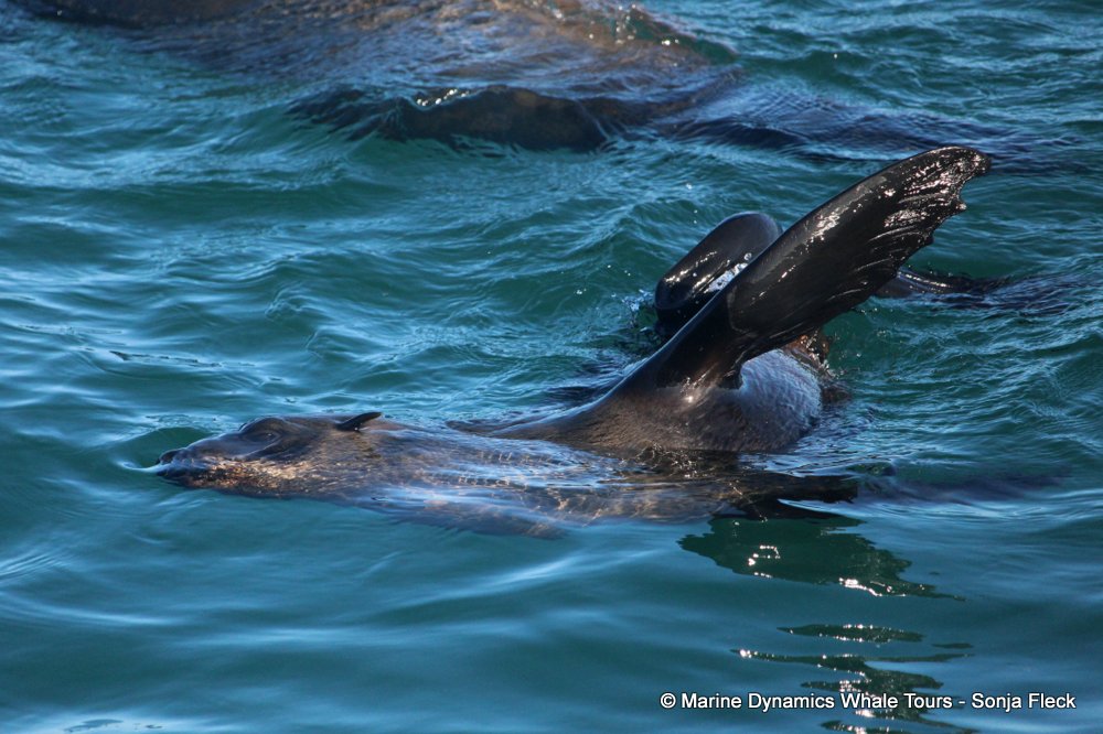 cape fur seal, whale watching, gansbaai, south africa