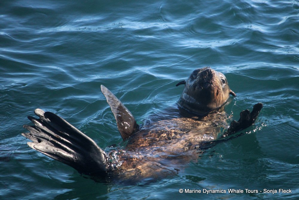 cape fur seal, whale watching, gansbaai, south africa