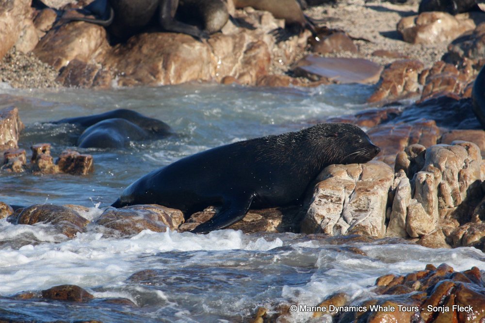 cape fur seal, whale watching, gansbaai, south africa
