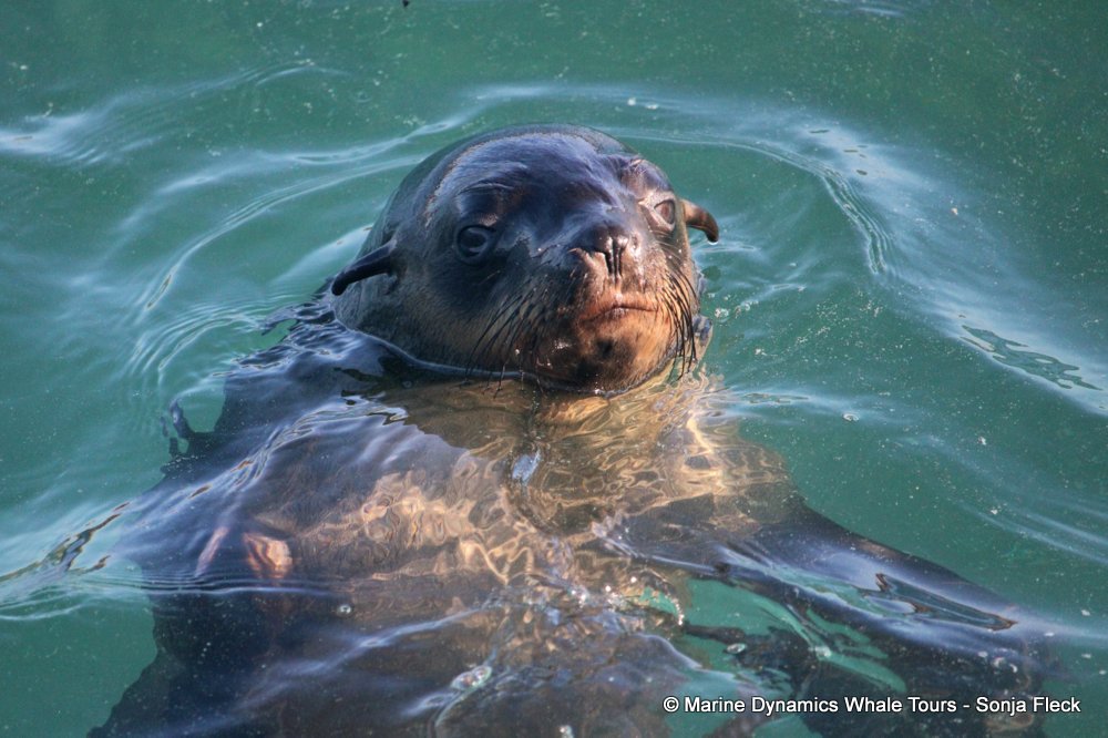 cape fur seal, whale watching, gansbaai, south africa