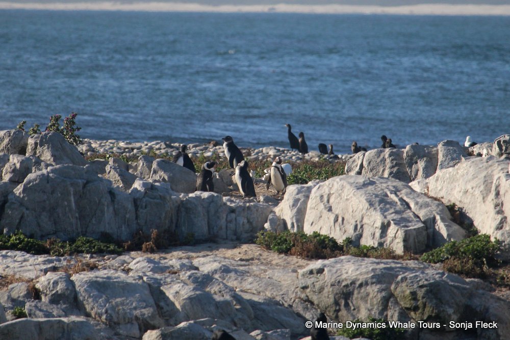 african penguin, whale watching, gansbaai, south africa