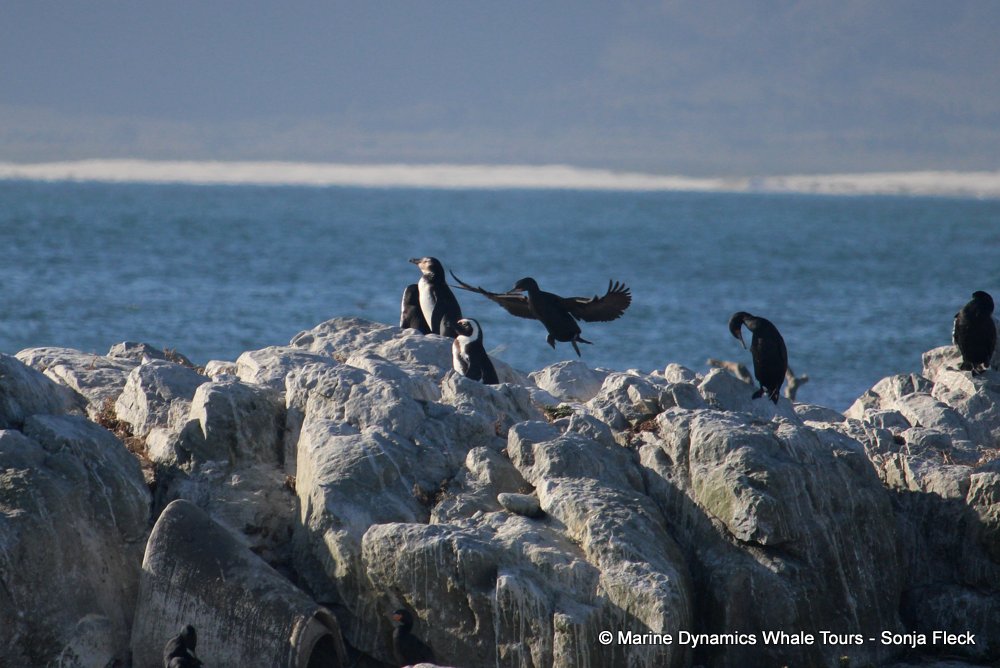 african penguin, whale watching, gansbaai, south africa