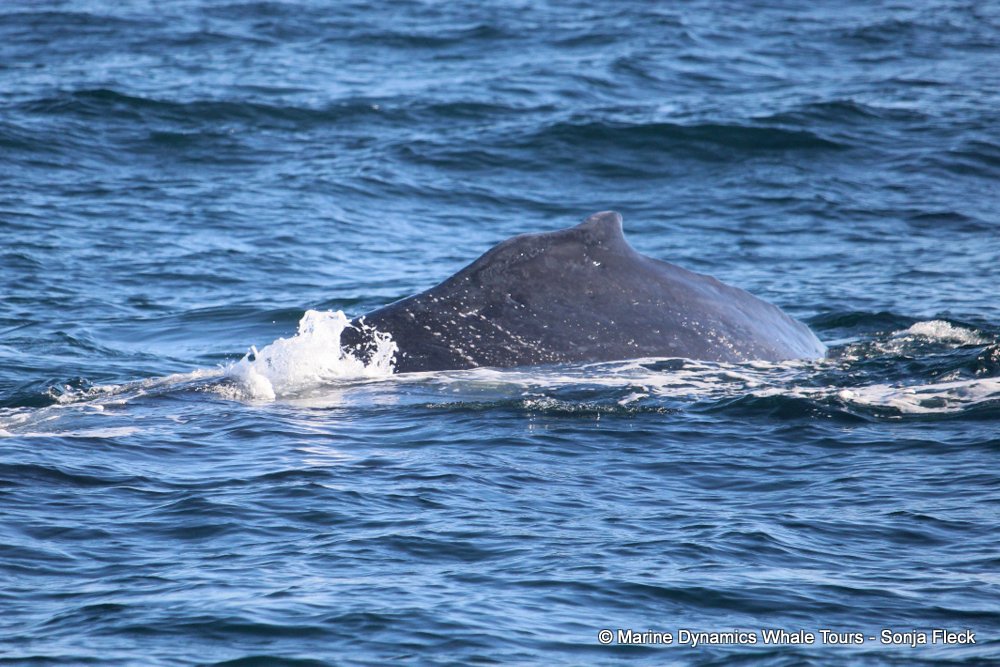 humpback whale, whale watching, gansbaai, south africa