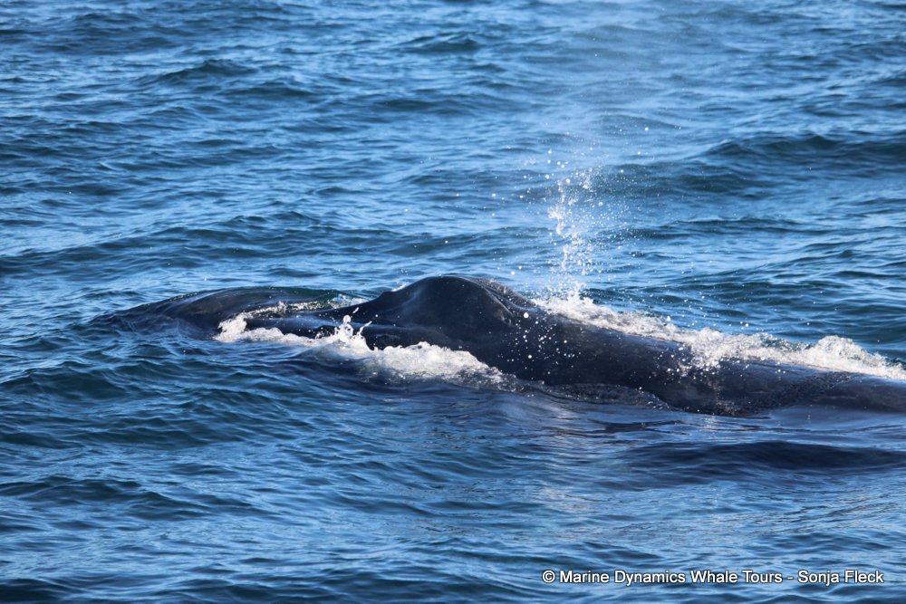 humpback whale, whale watching, gansbaai, south africa