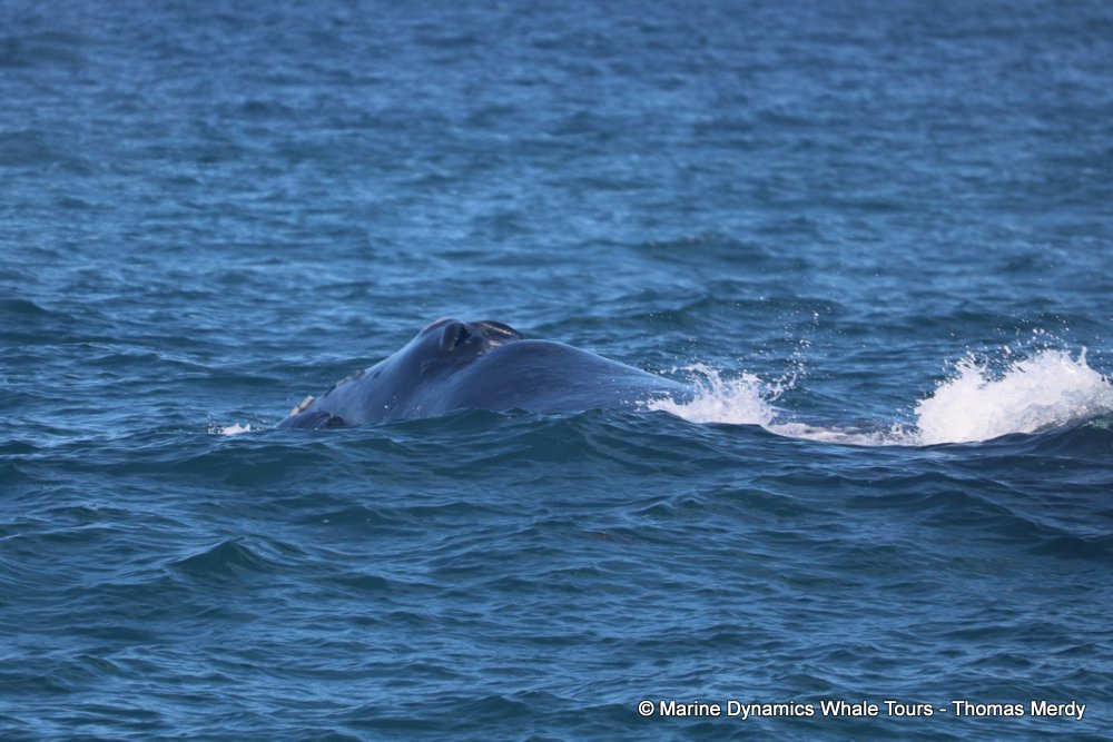 Southern right whale, whale watching, gansbaai, south africa,