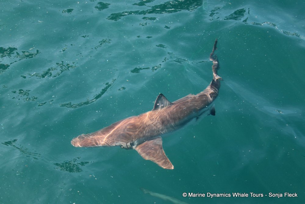 bronze whaler shark, whale watching, gansbaai, south africa,