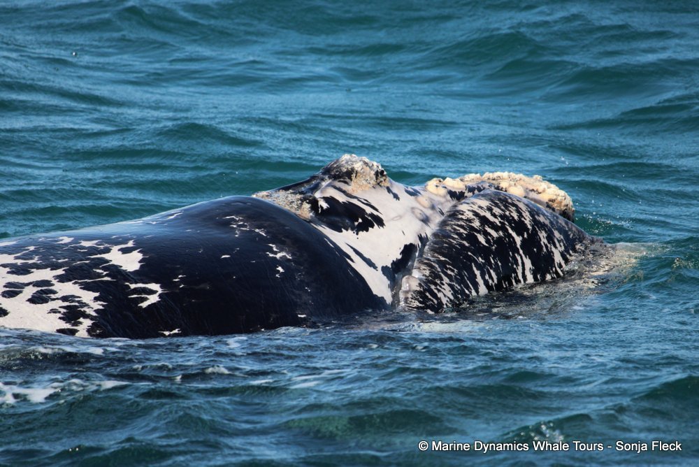 Southern right whale, whale watching, gansbaai, south africa,