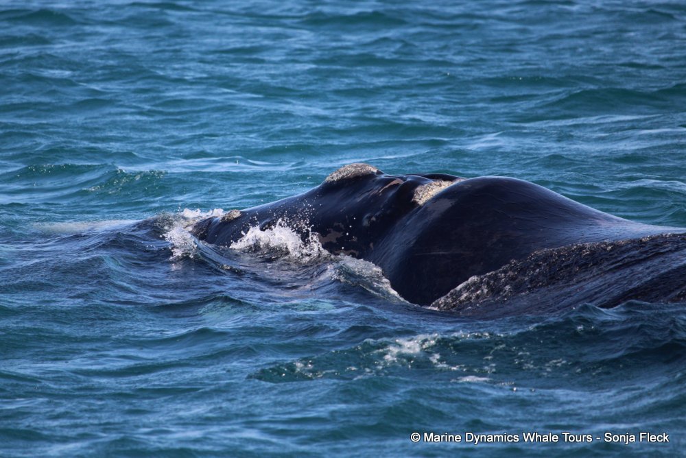 Southern right whale, whale watching, gansbaai, south africa,