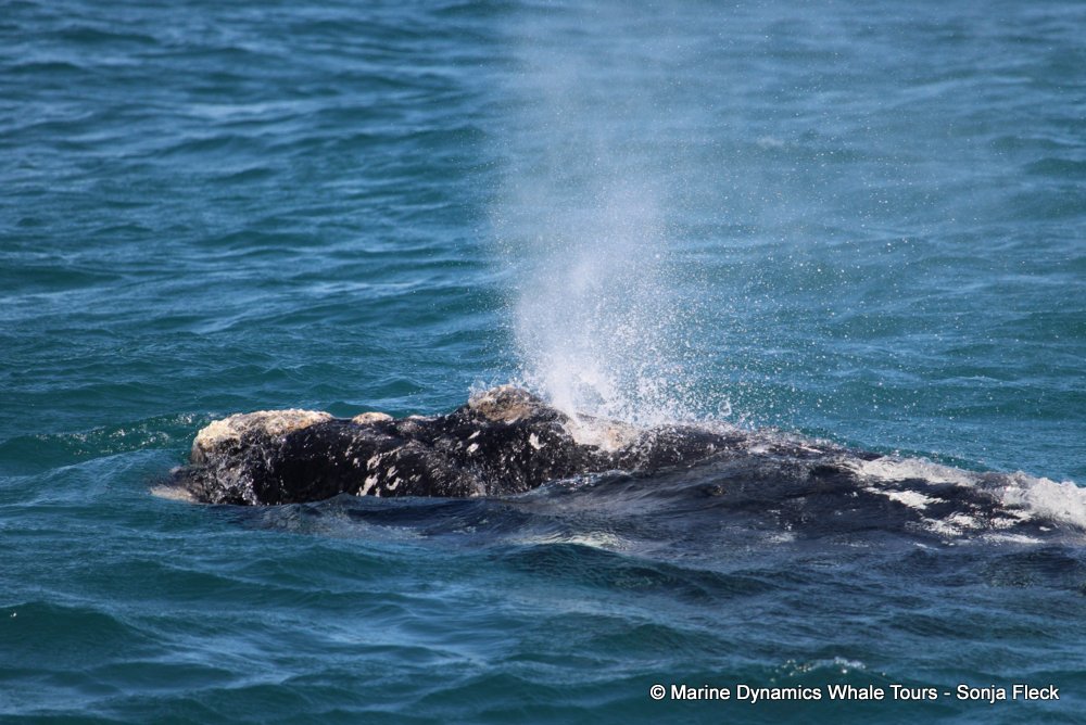 Southern right whale, whale watching, gansbaai, south africa,