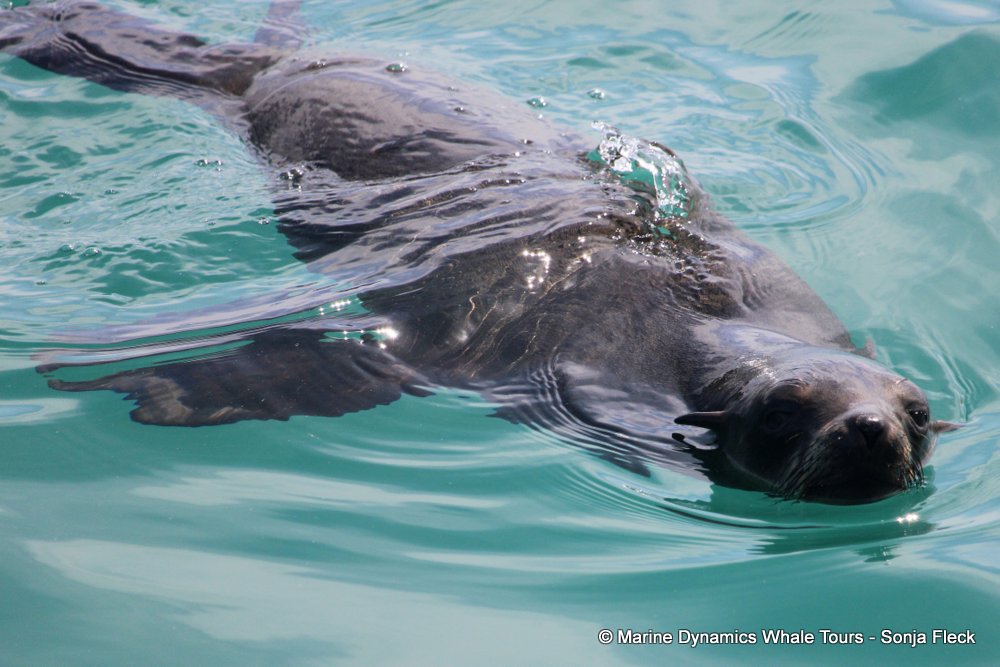 cape fur seal, whale watching, gansbaai, south africa