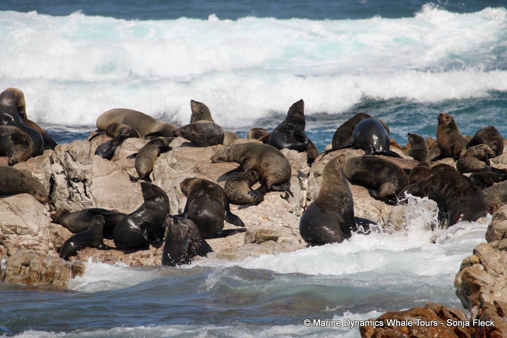 cape fur seal, whale watching, gansbaai, south africa