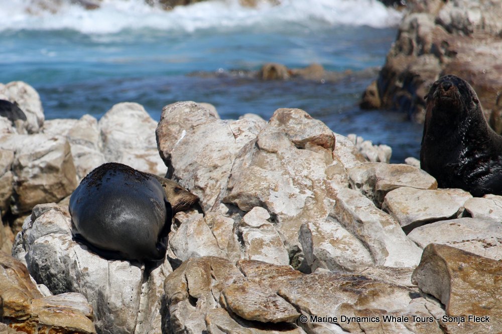 cape fur seal, whale watching, gansbaai, south africa