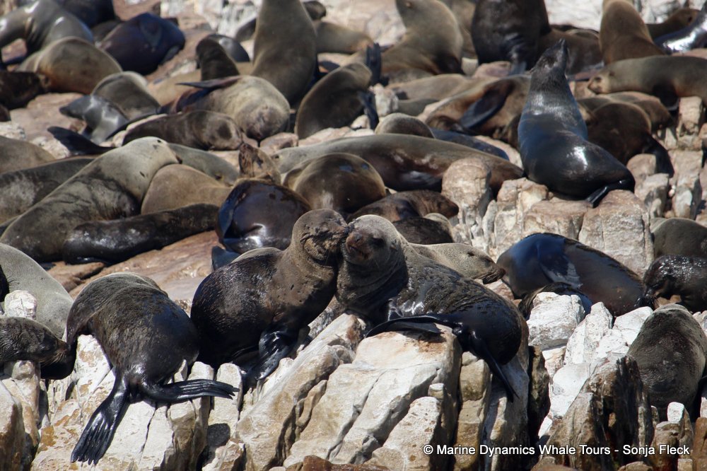 cape fur seal, whale watching, gansbaai, south africa