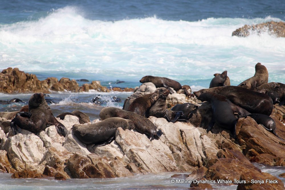 cape fur seal, whale watching, gansbaai, south africa