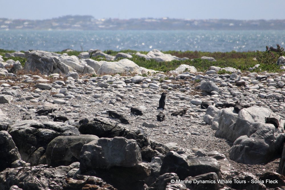 african penguin, whale watching, gansbaai, south africa