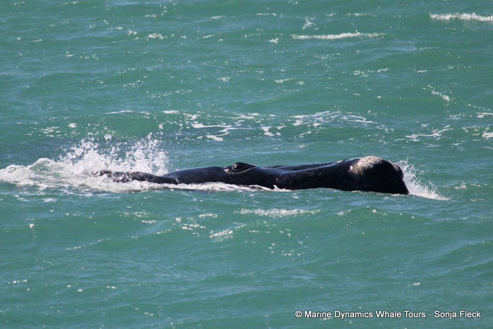 Southern right whale, whale watching, gansbaai, south africa,