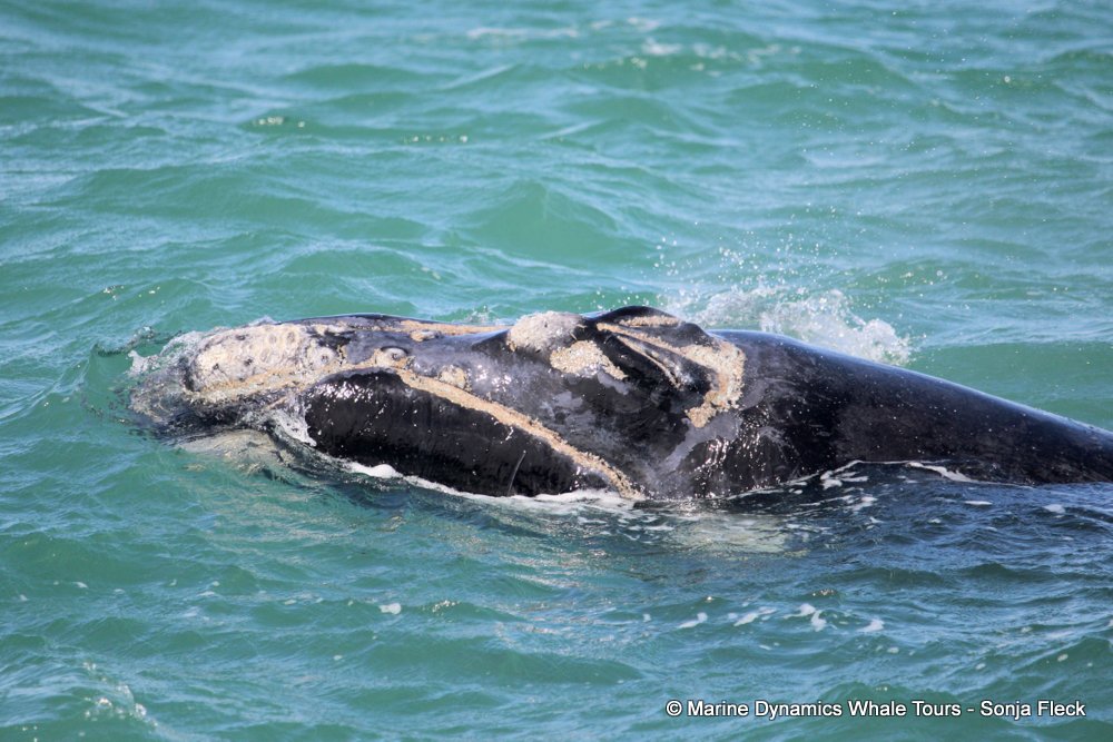 Southern right whale, whale watching, gansbaai, south africa,