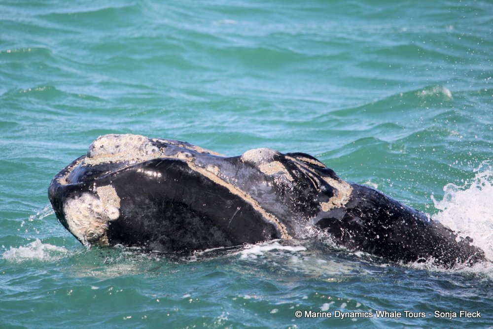 Southern right whale, whale watching, gansbaai, south africa,