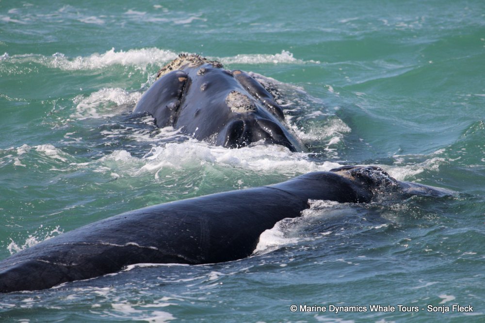Southern right whale, whale watching, gansbaai, south africa,